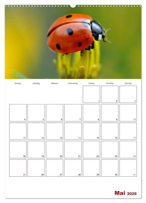 Marienkäferglück (CALVENDO Wandkalender 2026)