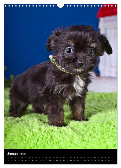 Chihuahua Welpen (CALVENDO Wandkalender 2026)