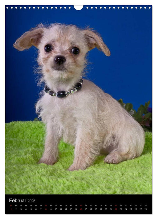 Chihuahua Welpen (CALVENDO Wandkalender 2026)