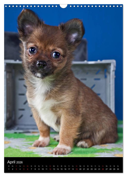 Chihuahua Welpen (CALVENDO Wandkalender 2026)