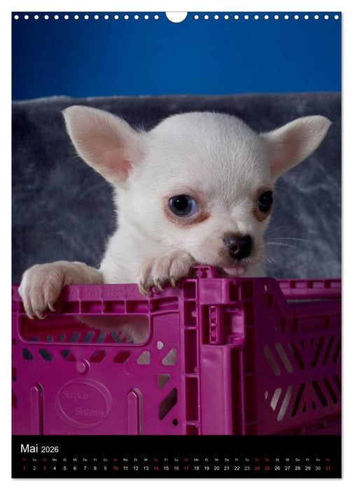 Chihuahua Welpen (CALVENDO Wandkalender 2026)