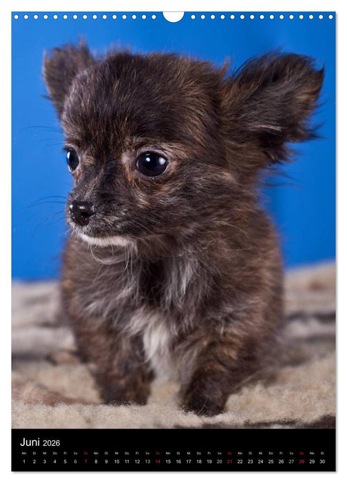 Chihuahua Welpen (CALVENDO Wandkalender 2026)