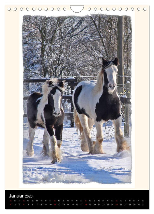 Gypsy's (CALVENDO Wandkalender 2026)