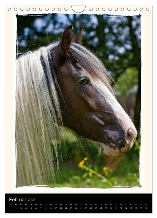 Gypsy's (CALVENDO Wandkalender 2026)