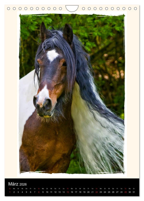 Gypsy's (CALVENDO Wandkalender 2026)