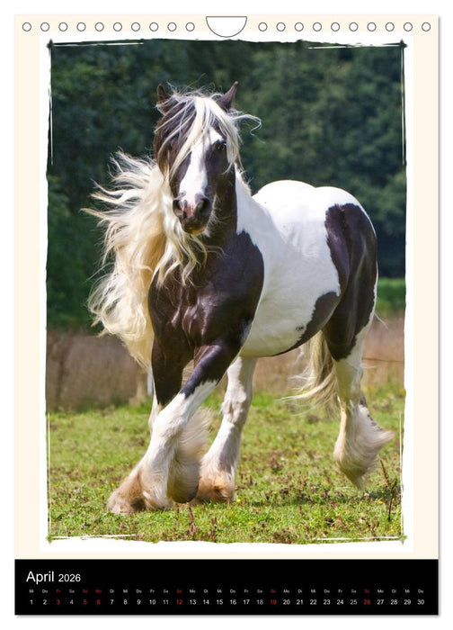 Gypsy's (CALVENDO Wandkalender 2026)