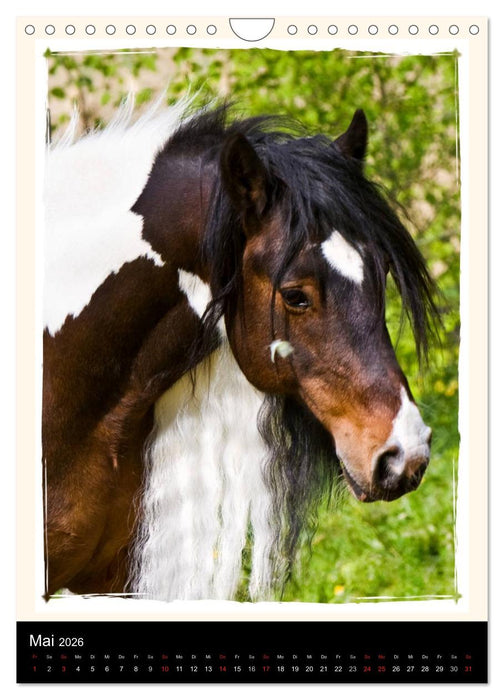 Gypsy's (CALVENDO Wandkalender 2026)