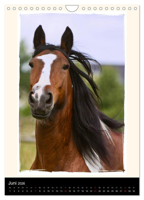 Gypsy's (CALVENDO Wandkalender 2026)