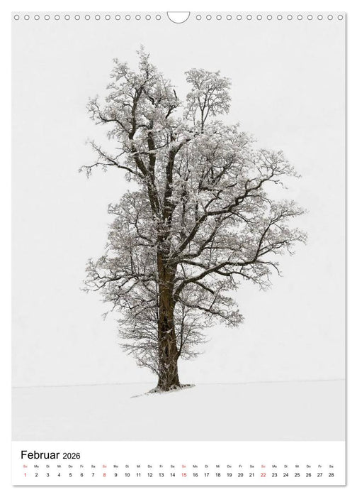 Bäume (CALVENDO Wandkalender 2026)