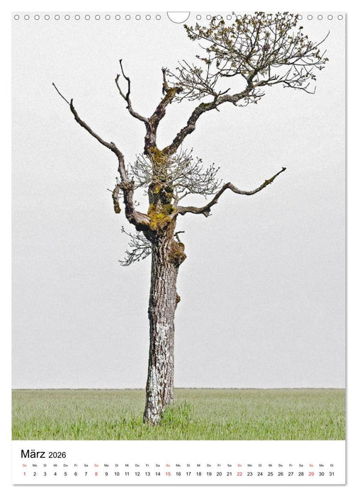 Bäume (CALVENDO Wandkalender 2026)