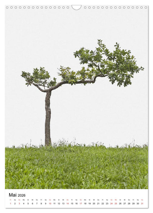 Bäume (CALVENDO Wandkalender 2026)