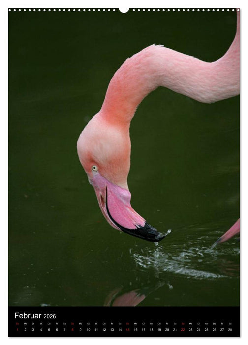 Flamingos - Eleganz in Rot und Rosa (CALVENDO Wandkalender 2026)