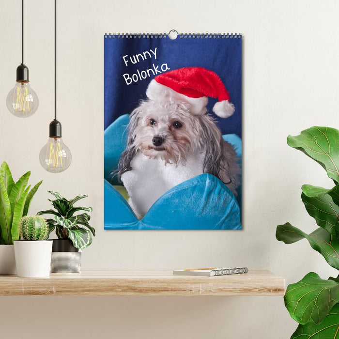 Funny Bolonka (CALVENDO Wandkalender 2026)