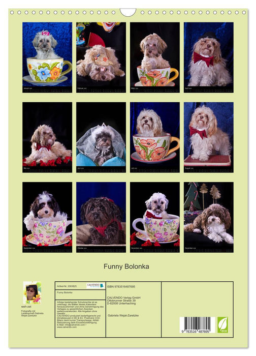 Funny Bolonka (CALVENDO Wandkalender 2026)
