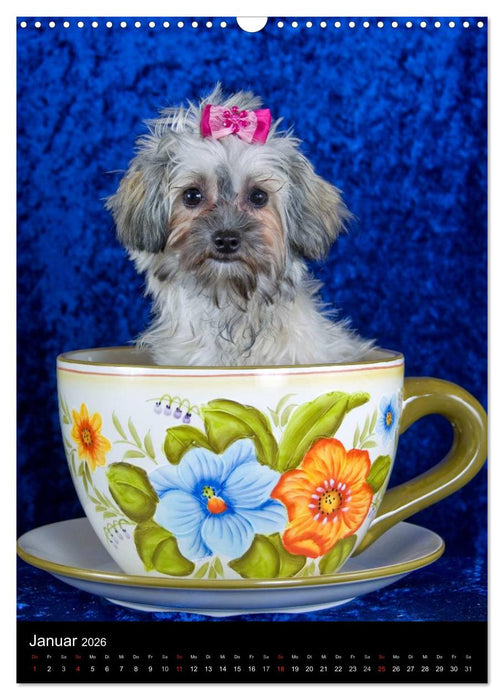 Funny Bolonka (CALVENDO Wandkalender 2026)