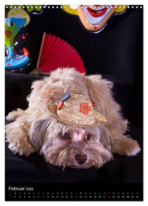 Funny Bolonka (CALVENDO Wandkalender 2026)