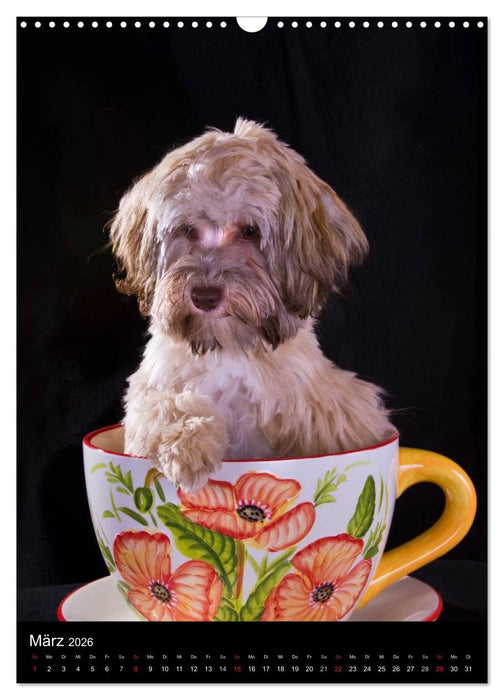 Funny Bolonka (CALVENDO Wandkalender 2026)