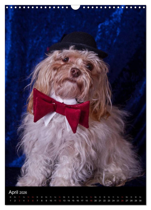 Funny Bolonka (CALVENDO Wandkalender 2026)