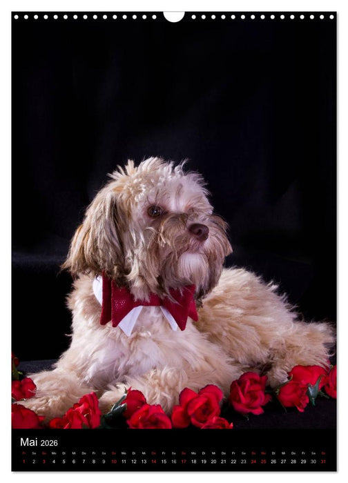 Funny Bolonka (CALVENDO Wandkalender 2026)