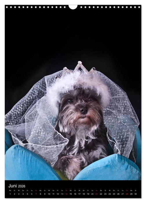 Funny Bolonka (CALVENDO Wandkalender 2026)