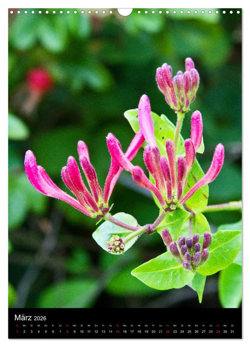 Spiekeroog (CALVENDO Wandkalender 2026)