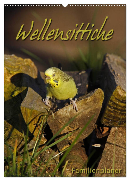 Wellensittiche (CALVENDO Wandkalender 2026)