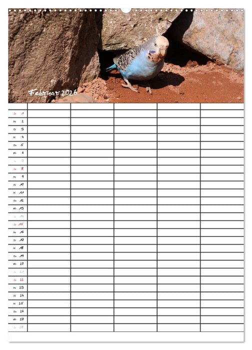 Wellensittiche (CALVENDO Wandkalender 2026)