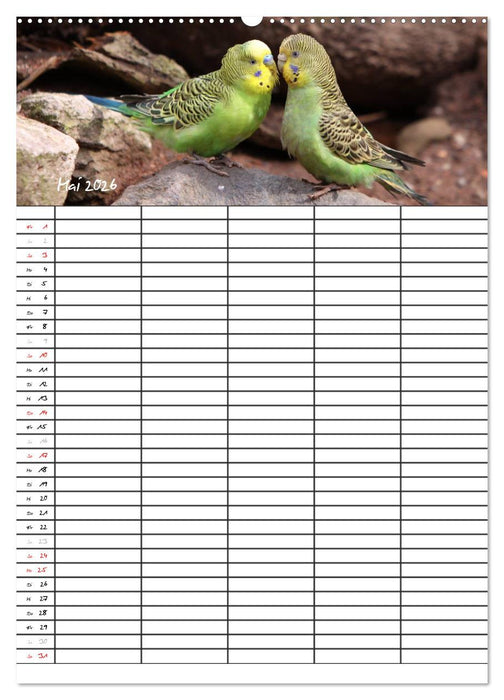 Wellensittiche (CALVENDO Wandkalender 2026)
