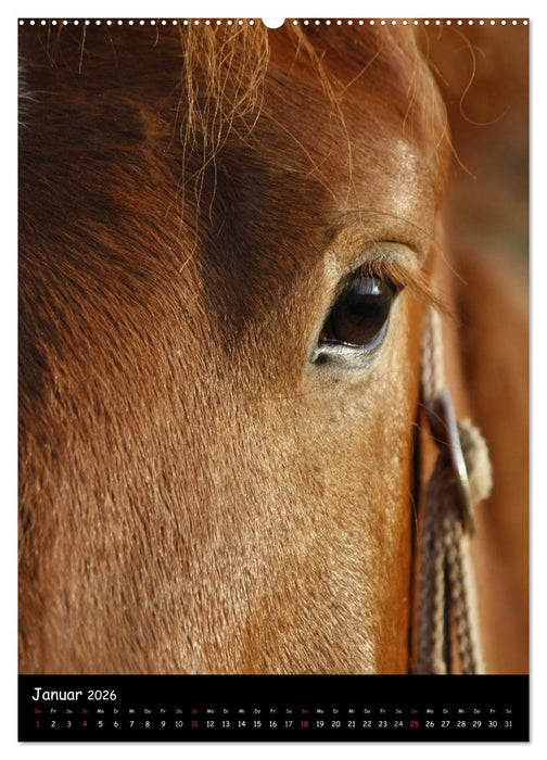Kaltblüter (CALVENDO Wandkalender 2026)