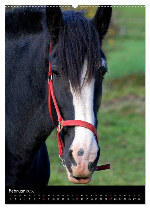 Kaltblüter (CALVENDO Wandkalender 2026)