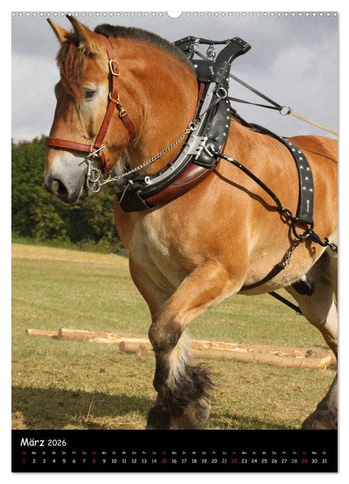 Kaltblüter (CALVENDO Wandkalender 2026)