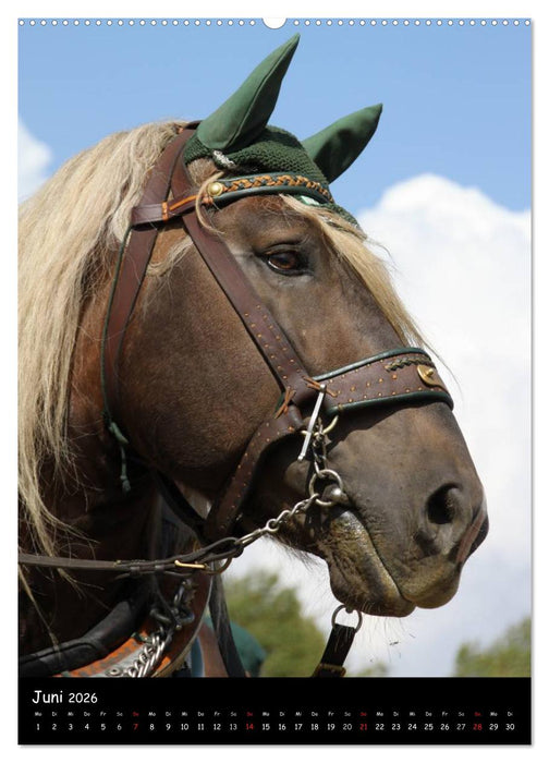 Kaltblüter (CALVENDO Wandkalender 2026)