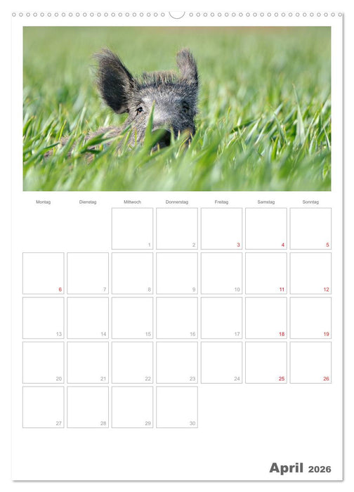 Rehe & Co / Planer (CALVENDO Wandkalender 2026)