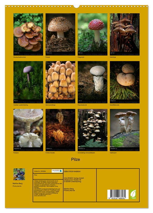 Pilze (CALVENDO Premium Wandkalender 2026)