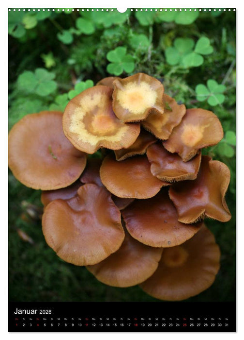 Pilze (CALVENDO Premium Wandkalender 2026)