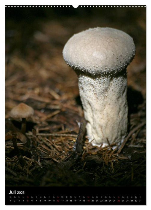 Pilze (CALVENDO Premium Wandkalender 2026)