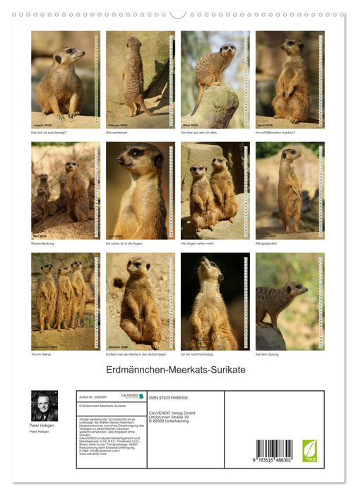 Erdmännchen-Meerkats-Surikate (CALVENDO Premium Wandkalender 2026)