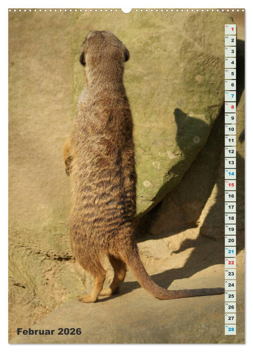 Erdmännchen-Meerkats-Surikate (CALVENDO Premium Wandkalender 2026)