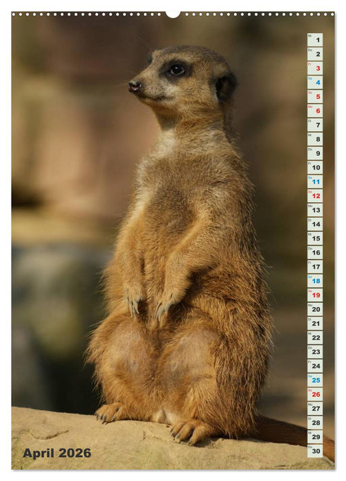 Erdmännchen-Meerkats-Surikate (CALVENDO Premium Wandkalender 2026)