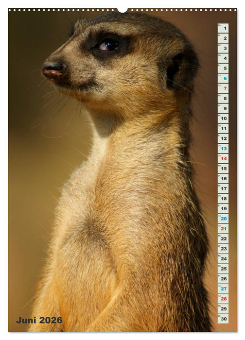 Erdmännchen-Meerkats-Surikate (CALVENDO Premium Wandkalender 2026)