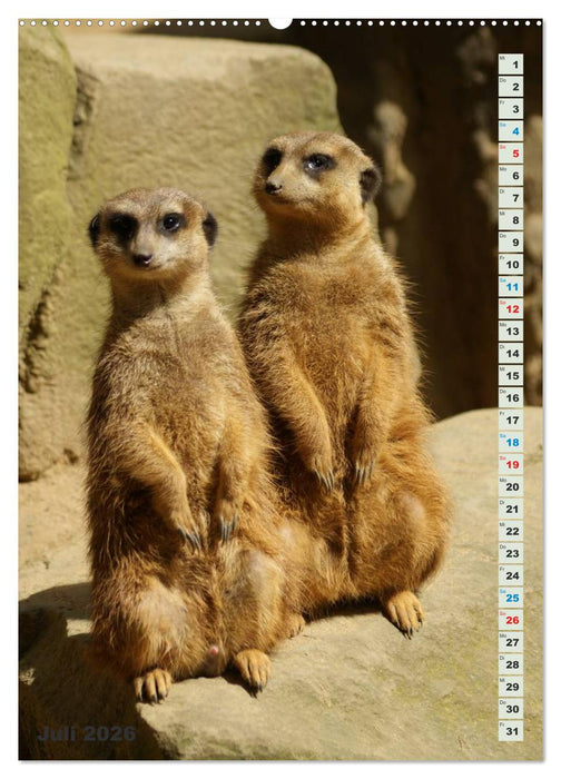 Erdmännchen-Meerkats-Surikate (CALVENDO Premium Wandkalender 2026)