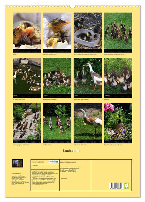 Laufenten (CALVENDO Wandkalender 2026)