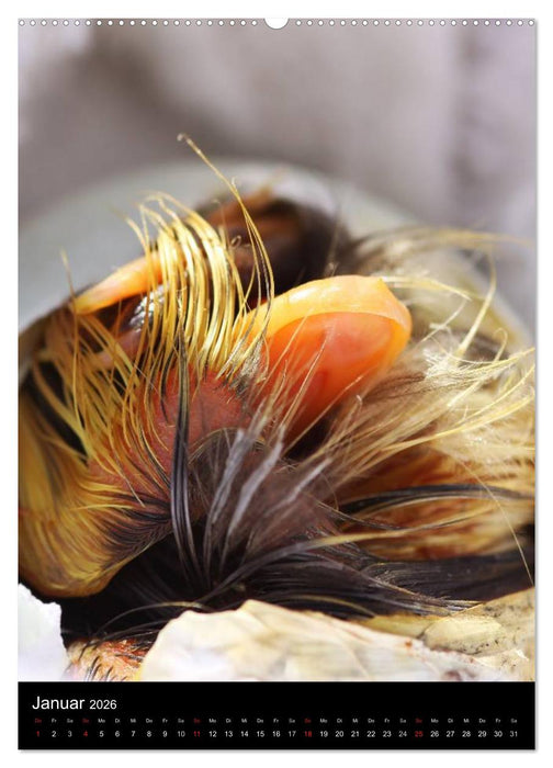 Laufenten (CALVENDO Wandkalender 2026)