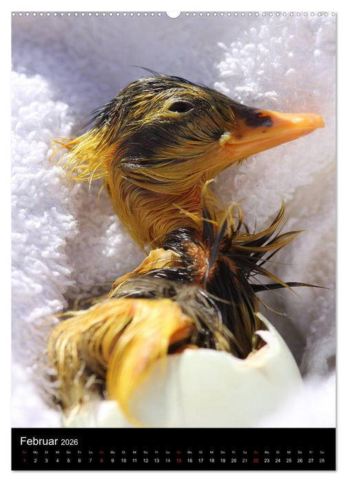 Laufenten (CALVENDO Wandkalender 2026)