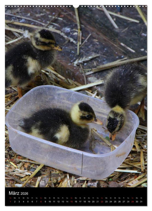 Laufenten (CALVENDO Wandkalender 2026)