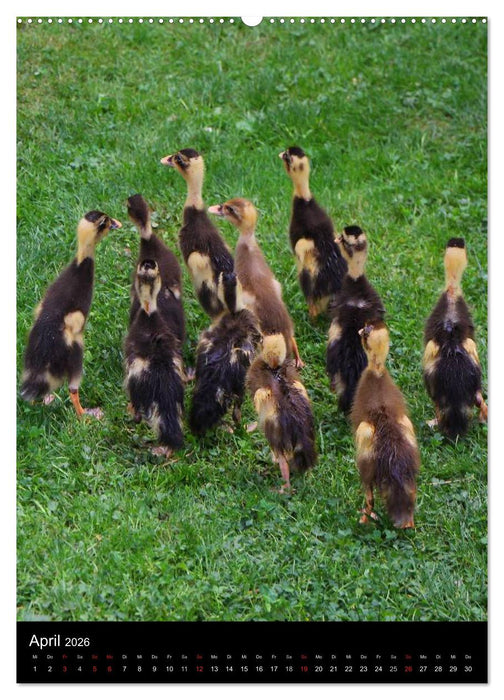 Laufenten (CALVENDO Wandkalender 2026)