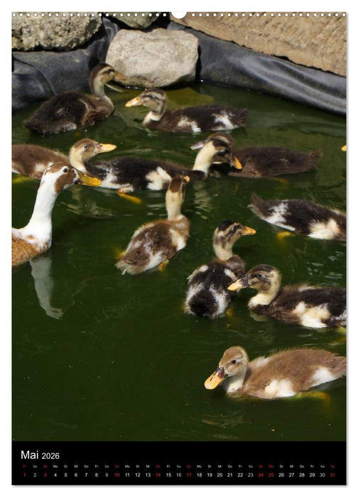 Laufenten (CALVENDO Wandkalender 2026)