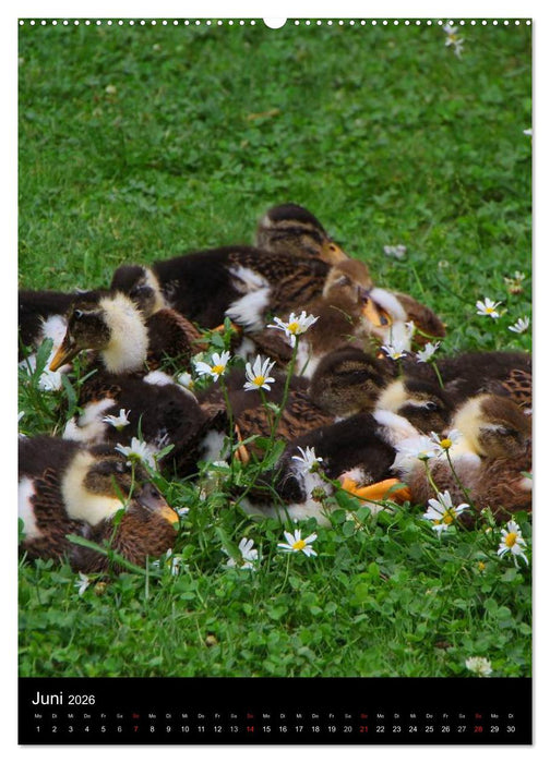 Laufenten (CALVENDO Wandkalender 2026)