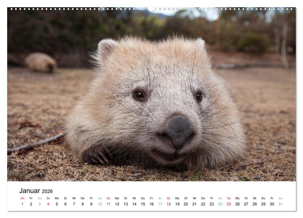 Australiens wunderbare Tiere (CALVENDO Premium Wandkalender 2026)