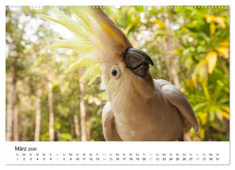 Australiens wunderbare Tiere (CALVENDO Premium Wandkalender 2026)